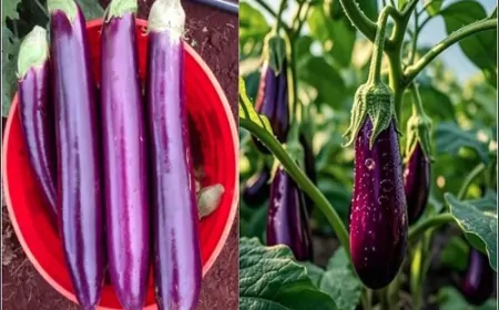 बैंगन में कीड़े हैं या नहीं? खरीदते समय इन 5 बातों का रखें विशेष ध्यान