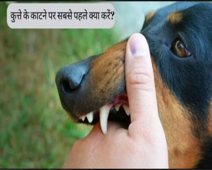 कुत्ता काटे तो कितने घंटे में लगवाना चाहिए इंजेक्शन? नजरअंदाज करना पड़ सकता है जान पर भारी