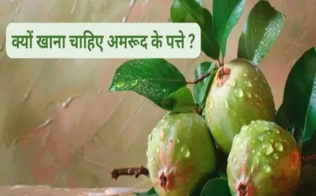 सिर से पैर तक रोगों का काल: अमरूद के पत्तों का औषधीय चमत्कार