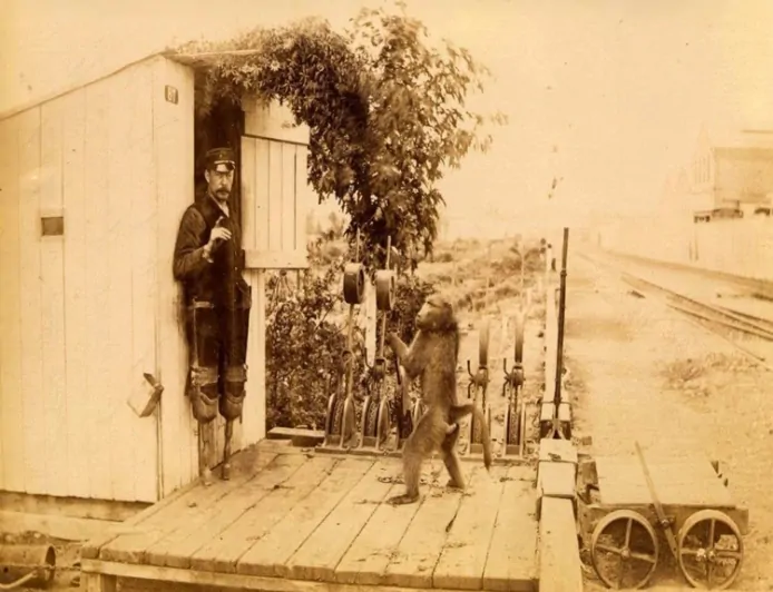 जैक द बाबून: लंगूर जिसने 9 साल बिना गलती की रेलवे नौकरी