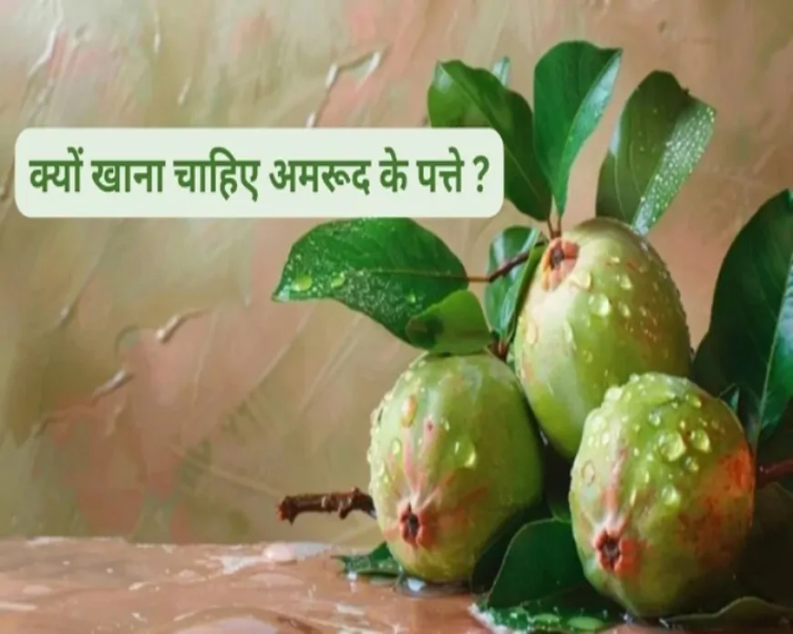सिर से पैर तक रोगों का काल: अमरूद के पत्तों का औषधीय चमत्कार