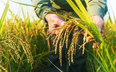 धान से दुनिया तक: भारत का पोषण क्रांति अभियान