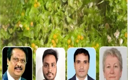 पश्चिम मिदनापुर के जंगल से मिली नई पादप प्रजाति, विद्यासागर विश्वविद्यालय के शोध को अंतरराष्ट्रीय मान्यता