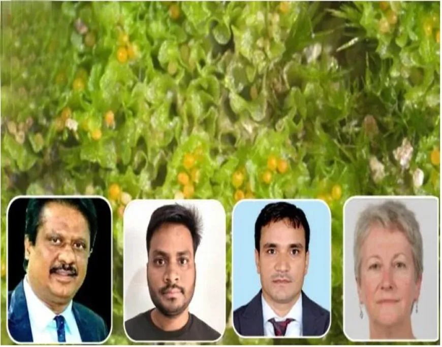 पश्चिम मिदनापुर के जंगल से मिली नई पादप प्रजाति, विद्यासागर विश्वविद्यालय के शोध को अंतरराष्ट्रीय मान्यता