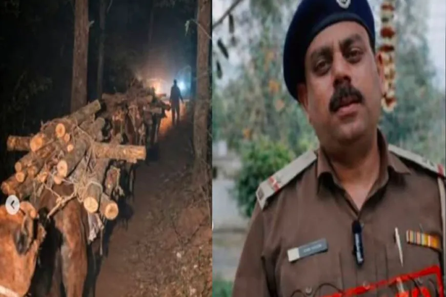 पंचकूला में 10,000 खैर के पेड़ों का अवैध कटान; व्हिसलब्लोअर फॉरेस्ट गार्ड सस्पेंड, जाँच की माँग तेज