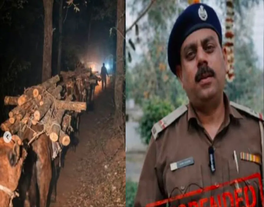 पंचकूला में 10,000 खैर के पेड़ों का अवैध कटान; व्हिसलब्लोअर फॉरेस्ट गार्ड सस्पेंड, जाँच की माँग तेज